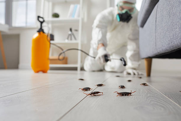 Post-Treatment Bed Bug Interceptor Monitoring in Hallowell